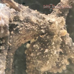 Octopus Brown Pacific (Octopus sp.) face