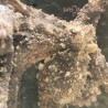 Octopus Brown Pacific (Octopus sp.) face