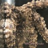 Octopus Brown Pacific (Octopus sp.) close up