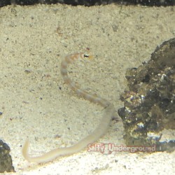 Philippine Garden Eel  (Gorgasia preclara) full