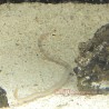 Philippine Garden Eel  (Gorgasia preclara) full