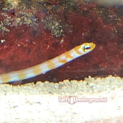 Philippine Garden Eel  (Gorgasia preclara) close-up