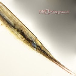 Striped Shrimpfish (Aeoliscus Strigatus) closeup