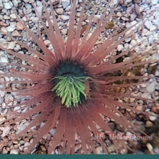 Salty Underground: Pink Tube Anemone