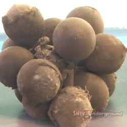 Cuttlefish egg cluster