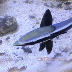 Remora
