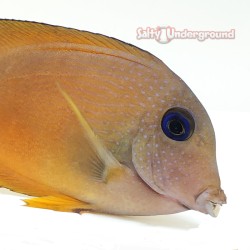 Blue Eyed Kole Tang close