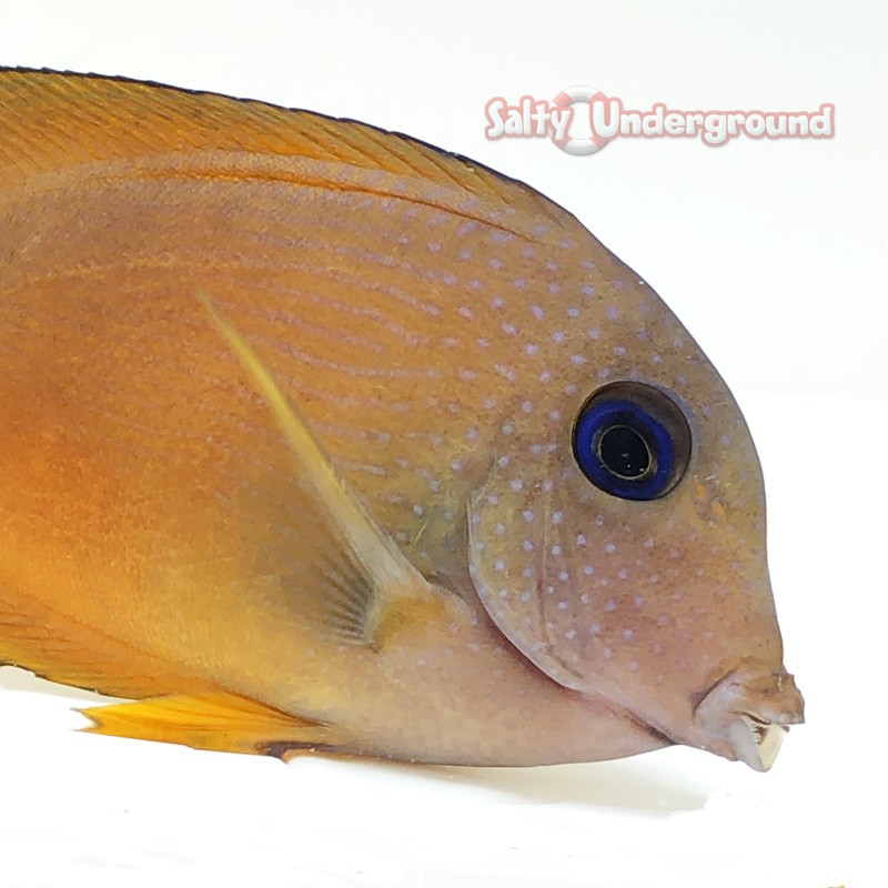 Blue Eyed Kole Tang close