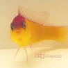 Purple Stripe Dottyback (Pseudochromis diadema) front