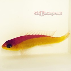 Purple Stripe Dottyback (Pseudochromis diadema) side