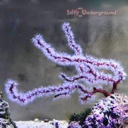 Red Stick Gorgonian full