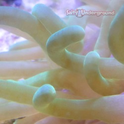Green Condy Anemone (Condylactis gigantea)