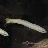 Pale Gudgeon Dartfish (Ptereleotris sp.)