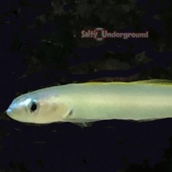 Pale Gudgeon Dartfish (Ptereleotris sp.)