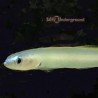 Pale Gudgeon Dartfish (Ptereleotris sp.)