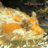 Orange Toadfish (Halophyne sp.)