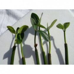 Mangrove Tree