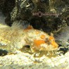 Orange Toadfish (Halophyne sp.)