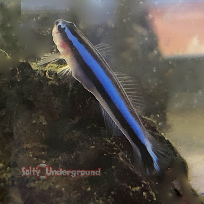 Neon Goby (Elacatinus oceanops)