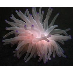 Pink Tip Anemone Condylactis gigantea 2