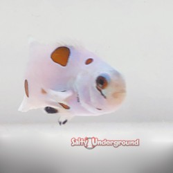 Super Storm Clownfish-Captive Bred front