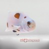 Super Storm Clownfish-Captive Bred front