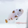 Super Storm Clownfish-Captive Bred left