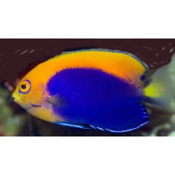 Flameback Angelfish (Centropyge acanthops)