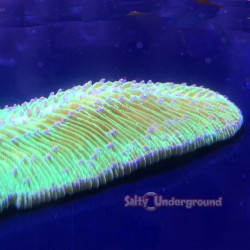 Salty Underground: Tongue Coral Green