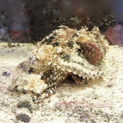 Salty Underground:  Common Stonefish (Synanceia Verrocosa)
