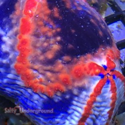 Sea Apple-Australia (Coral Sea) cucumber