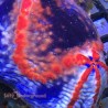 Sea Apple-Australia (Coral Sea) cucumber