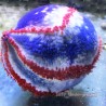 Sea Apple-Australia (Coral Sea) cucumber