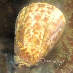 Alphabet Cone Snail