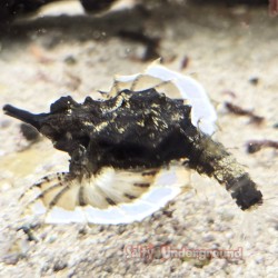 Dragon Sea Moth ( Eurypegasus papilio)