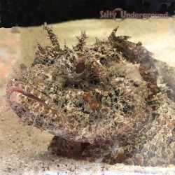 Salty Underground:  Common Stonefish (Synanceia Verrocosa)
