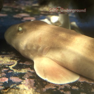 Salty Underground: Banded Bamboo Shark