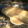 Banded Bamboo Shark 9-12 inches