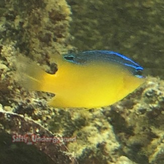 Salty Underground: Pacific Surge Damselfish (Chrysiptera Leucopoma)