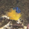 Blueback Damselfish (Pomacentrus simsiang)