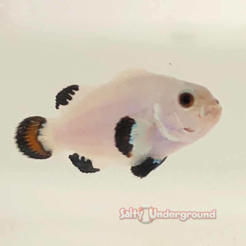 Snow Storm Clownfish (Ocellaris)