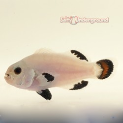 Snow Storm Clownfish (Ocellaris)