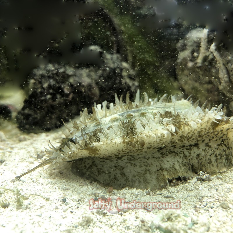 Salty Underground: Abalone Snail