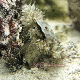 Salty Underground: Abalone Snail