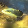 Jansen's Wrasse (Thalassoma jansenii )
