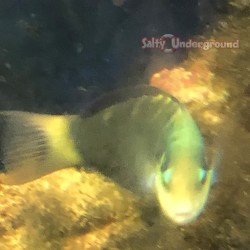 Jansen's Wrasse (Thalassoma jansenii )