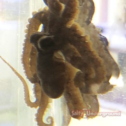 Atlantic Long Arm Octopus - Tiny