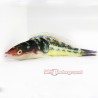 Royal Pencil Wrasse Male (Pseudojuloides sp.)
