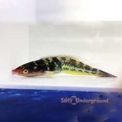 Royal Pencil Wrasse Male (Pseudojuloides sp.)