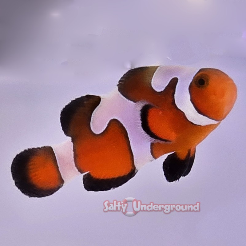 Gladiator/Davinci Clownfish (Ocellaris)